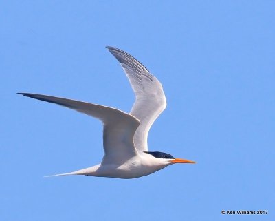 Elegant Tern, Bolsa Chica Reserve, CA, 3-23-17, Jda_36694.jpg