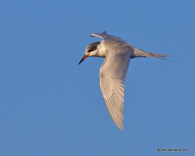 Forster's Tern, Bolsa Chica Reserve, CA, 3-23-17, Jda_35465.jpg