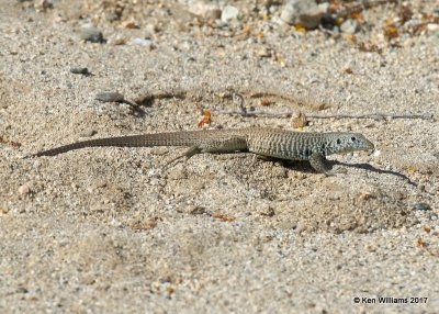 Great Basin Whiptail, Joshua Tree National Park, 3-27-17, Jda_39661.jpg