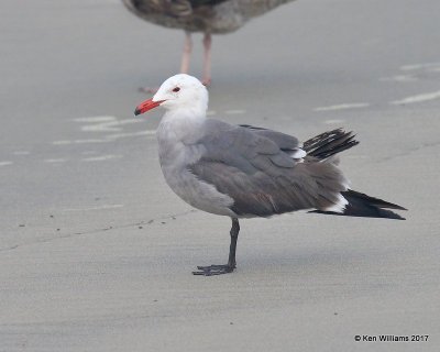 Heermann's Gull breeding plumage, Oceanside, CA, 3-22-17, Jda_33762.jpg