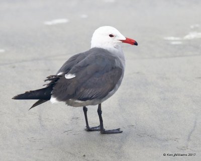 Heermann's Gull breeding plumage, Oceanside, CA, 3-22-17, Jda_33832.jpg
