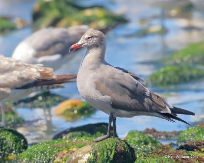 Heermann's Gull non breeding plumage, Hy 101, CA, 3-217, Jda_37481.jpg