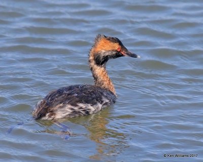 Horned Grebe molting into breeding plumage, Bolsa Chica Reserve, CA, 3-23-17, Jda_35956.jpg