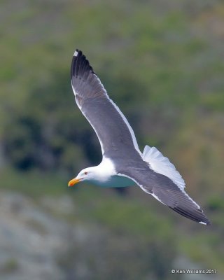 Western Gull breeding plumage, Harford Pier, CA, 3-25-17, Jda_39003.jpg