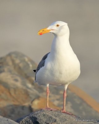 Western Gull breeding plumage, Oceanside, CA, 3-22-17, Jda_34599.jpg