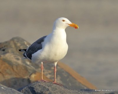 Western Gull breeding plumage, Oceanside, CA, 3-22-17, Jda_34605.jpg