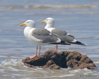 Western Gulls breeding plumage, Hy 101, CA, 3-217, Jda_37550.jpg