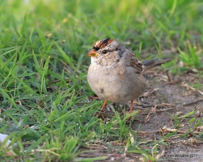White-crowned Sparrow - Pacific population, San Diego Co, CA, 3-22-17, Jda_34628.jpg