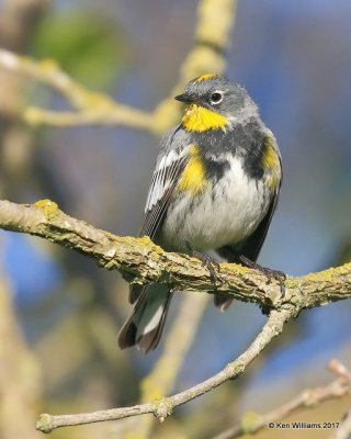 Yellow-rumped Warbler - Audubon's, Santa Maria, CA, 3-26-17, Jda_39314.jpg