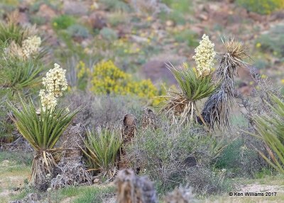 Mojave Yucca, Yucca schidigera, Joshua Tree National Park, 3-19-17, Jda_33196.jpg