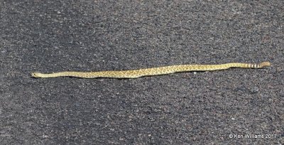 Northern Mohave Rattlesnake - Crotalus scutulatus scutulatus, Mohave Desert Preserve, 3-19-17, Jda_32970.jpg