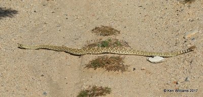Northern Mohave Rattlesnake - Crotalus scutulatus scutulatus, Mohave Desert Preserve, 3-19-17, Jda_32973.jpg