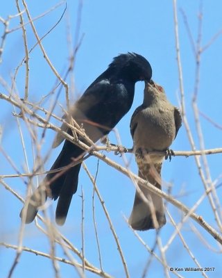 Phainopepla Pair, Mohave Desert Preserve, 3-19-17, Jda_33015.jpg