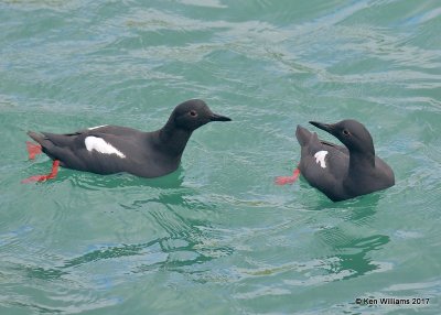 Pigeon Guillemots breeding plumage, Harford Pier, CA, 3-25-17, Jda_38626.jpg