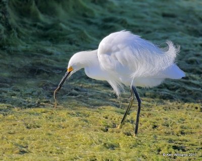 Snowy Egret, Bolsa Chica Reserve, CA, 3-23-17, Jda_35002.jpg