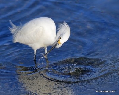 Snowy Egret, Bolsa Chica Reserve, CA, 3-23-17, Jda_35189.jpg