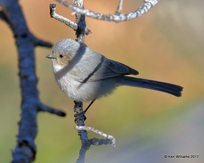 Bushtit - Interior varliety male, Carr Canyon, Sierra Vista, AZ, 4-1-17, Jda_42726.jpg