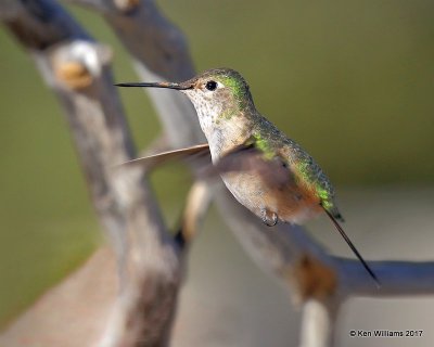 Calliope Hummingbird female, Ash Canyon, Sierra Vista, AZ, 3-31-17, Jda_42223.jpg