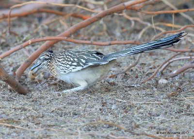 Greater Roadrunner, Tucson Sweetwater Wetlands, AZ, 3-29-17, Jda_41642.jpg