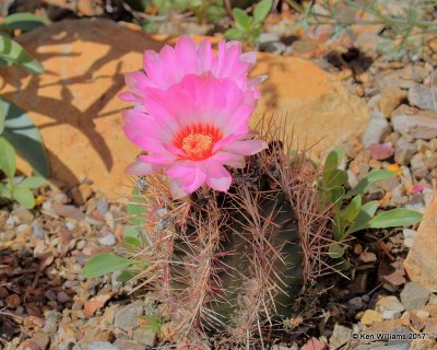 Hedgehog Cactus, Arizona-Sonora Desert Museum, AZ, 3-29-17, Jda_41359.jpg