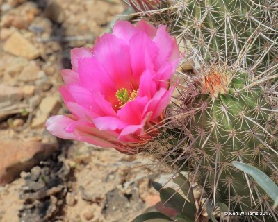 Hedgehog Cactus, Arizona-Sonora Desert Museum, AZ, 3-29-17, Jda_41366.jpg