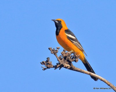 :Hooded Oriole: