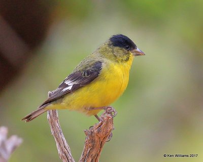 Lesser Goldfinch - Western variety male, Ash Canyon, Sierra Vista, AZ, 4-1-17, Jda_43242.jpg