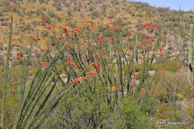 Organ Pipe Cactus National Monument, 3-30-17, Jda_41879.jpg