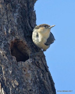 Pygmy Nuthatch, Walnut Creek, Flagsaff, AZ, 3-18-17, Rca_32960.jpg