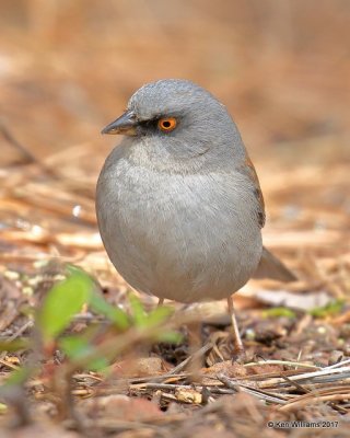 Yellow-eyed Junco