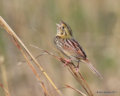 Henslow's Sparrow, Osage Co, OK, 4-23-17, Jda_05013.jpg