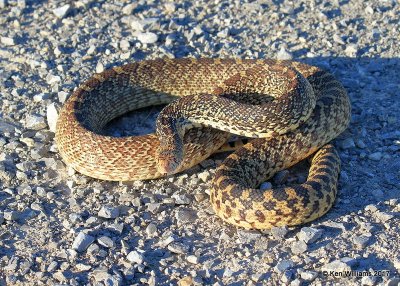 Bullsnake, Hackberry Flats WMA, OK, 5-7-17, Jda_45025.jpg