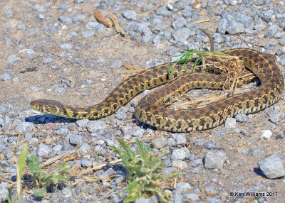 Checkered Garter Snake, Thamnophis marcianus, Hackberry Flats WMA, OK, 5-8-17, Jda_09524.jpg