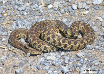 Checkered Garter Snake, Thamnophis marcianus, Hackberry Flats WMA, OK, 5-8-17, Jda_09527.jpg