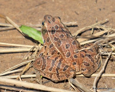 Southern Leopard Frog, Hackberry Flats WMA, OK, 5-7-17, Jda_44467.jpg