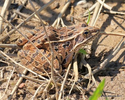 Southern Leopard Frog, Hackberry Flats WMA, OK, 5-7-17, Jda_44471.jpg