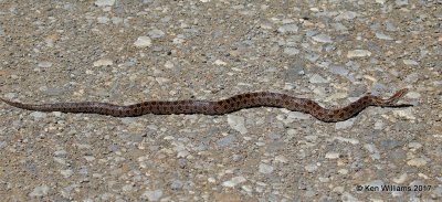 Prairie Kingsnake, Tall Grass Prairie, Osage Co, OK, 5-25-17, Jda_11652.jpg