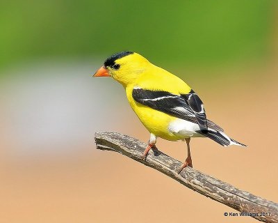 American Goldfinch male, Rogers Co yard, OK, 5-10-17, Jda_11074.jpg