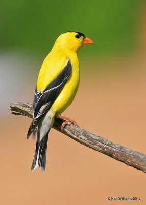 American Goldfinch male, Rogers Co yard, OK, 5-10-17, Jda_11077.jpg