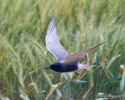 Black Tern, Wagoner County. 5-12-17, Jda_09894.jpg