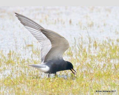 Black Tern, Wagoner County. 5-12-17, Jda_10540.jpg
