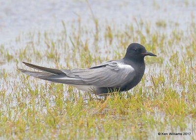 Black Tern, Wagoner County. 5-12-17, Jda_10570.jpg