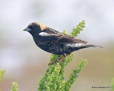 Bobolink, adult male in breeding plumage, Wagoner County. 5-12-17, Jda_10235.jpg