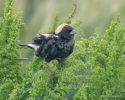 Bobolink, adult male in breeding plumage, Wagoner County. 5-12-17, Jda_10357.jpg