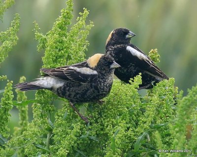 Bobolink, adult male in breeding plumage, Wagoner County. 5-12-17, Jda_10361.jpg