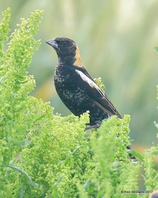 Bobolink, adult male in breeding plumage, Wagoner County. 5-12-17, Jda_10365.jpg