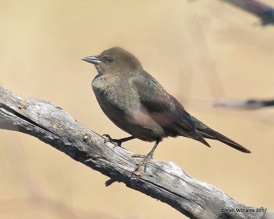 Brewer's Blackbird female, Sooner Lake, OK, 3-7-17, Jda_03058.jpg