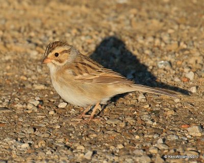 Clay-colored Sparrow, Oxley Nature Center, Tulsa Co, OK, 5-6-17, Jda_08272.jpg