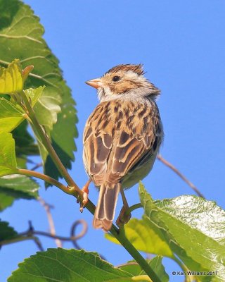 Clay-colored Sparrow, Tulsa Co, OK, 5-4-17, Jda_07165.jpg