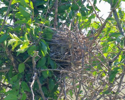 Loggerhead Shrike nest, Tall Grass Prairie, Osage Co, OK, 5-25-17, Jda_11519.jpg